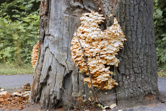 Fungus infested tree