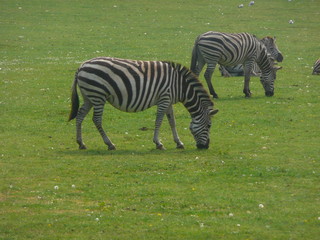 Fototapeta na wymiar Zebre / Zebres