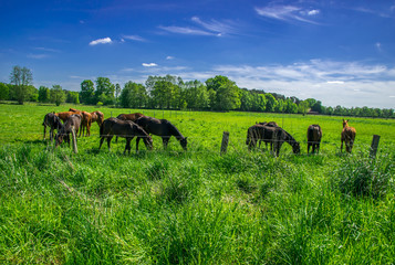 Beautiful horses grazing in green pasture.