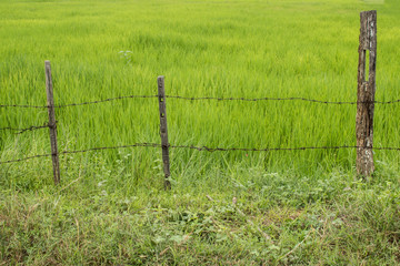 barbed wire fence