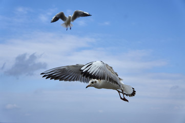 Fototapeta premium Чайка