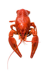 Photo of boiled crayfish