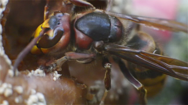 Hornet nibbling an apple that fell from the branches to the ground. Hornets bite and fresh and rotten fruit. Macro shot from close range. Environment in autumn colors.