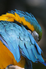 Beautiful Macaw Parrot, Guacamaya, Ara ararauna portrait  in the wild, Yumka Park, Mexico, Tabasco, Villahermosa. 
