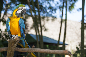 Beautiful Macaw Parrot, Guacamaya, Ara ararauna portrait  in the wild, Yumka Park, Mexico, Tabasco, Villahermosa