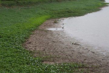 Obraz premium Drought swamp covered by morning glory