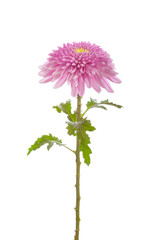 flower  pink  chrysanthemum