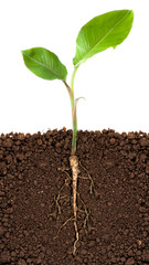 Young banana tree with underground root visible