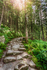 Fototapeta na wymiar Mountain trail leading to the top through the forest
