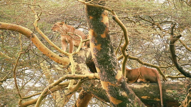 Lion on a tree, Nakuru Park
