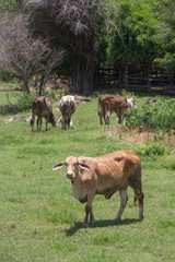 Cow on a green grass field