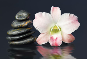 Fototapeta na wymiar orchid and hot stones Wellness and Spa Image,dark background