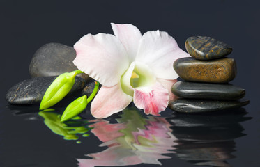 Fototapeta na wymiar orchid and hot stones Wellness and Spa Image,dark background
