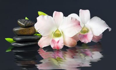 orchid and hot stones Wellness and Spa Image,dark background