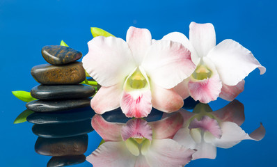 Fototapeta na wymiar orchids and hot stones Wellness and Spa Image,blue background