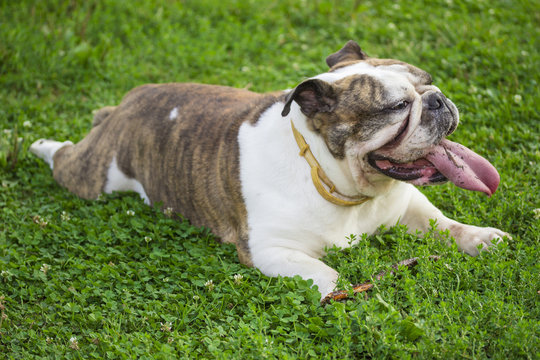 English bulldog portrait, laying in grass at park, tongue out, r