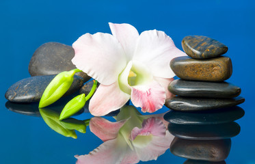 orchids and hot stones Wellness and Spa Image,blue background