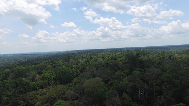 Aerial View of Amazon Rainforest, Brazil