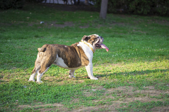 English bulldog standing calm at park.