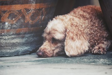 Poodle dog sleeping