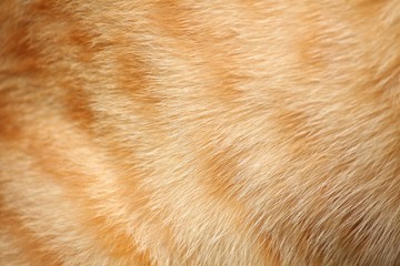 Fur cat background