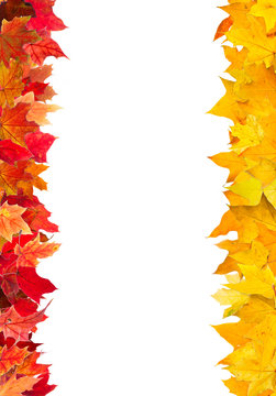 Autumn red and yellow maple leaves frame, isolated on white.