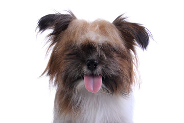 Happy long haired puppy