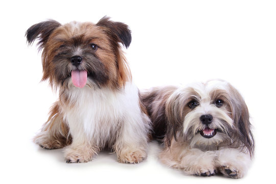 Two happy puppies posing