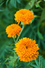 Marigold