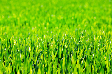 Grass background