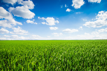 Obraz premium field