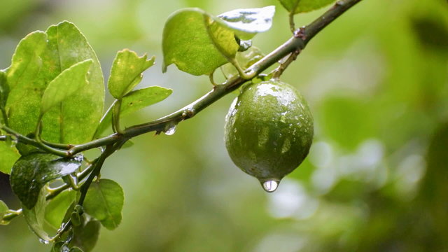 Rain water drops from lime fruit , beautiful fresh seasonal HD stock nature footage , green natural  background