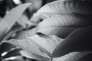 Obraz premium Leaves on tree