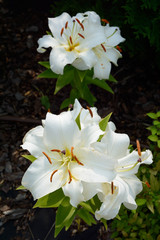 Lily flowers