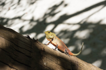 Naklejka na ściany i meble A small lizard sitting on a tree