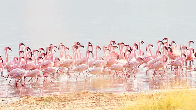 Flamingos near Bogoria Lake, Kenya in february 2012
