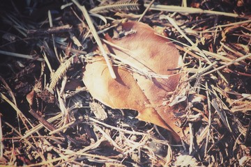 Dried leaves