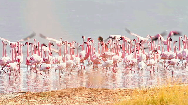 Flamingos near Bogoria Lake, Kenya in february 2012
