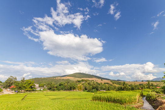 Rice field in Thailand in the agriculture industry concept