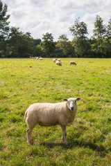 Obraz premium Curiously looking sheep in backlit