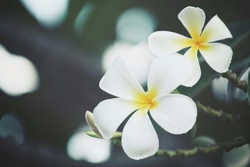 Fototapeta premium White frangipani flower on tree