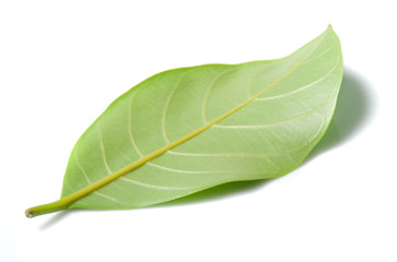 Fototapeta premium Citrus leave