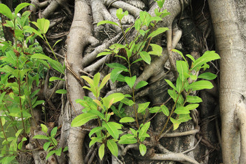 old tree bark texture with green plants.