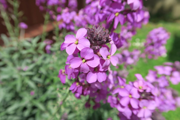 The beautiful purple flower Erysimum Bowles Mauve