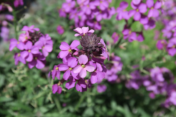 Close up of the Beautiful purple Erysimum Bowles Mauve © kevinr4