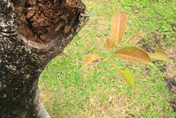 old tree bark texture with young green plants.