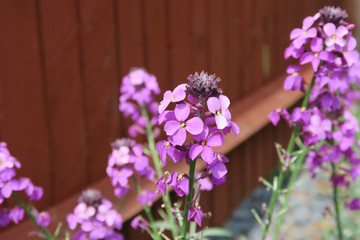 The beautiful purple flower Erysimum Bowles Mauve © kevinr4