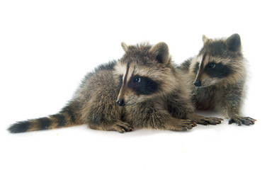 young raccoon
