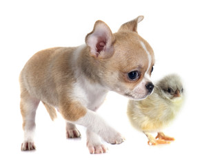 puppy chihuahua and chick