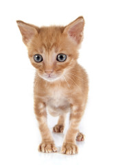Obraz premium ginger kitten